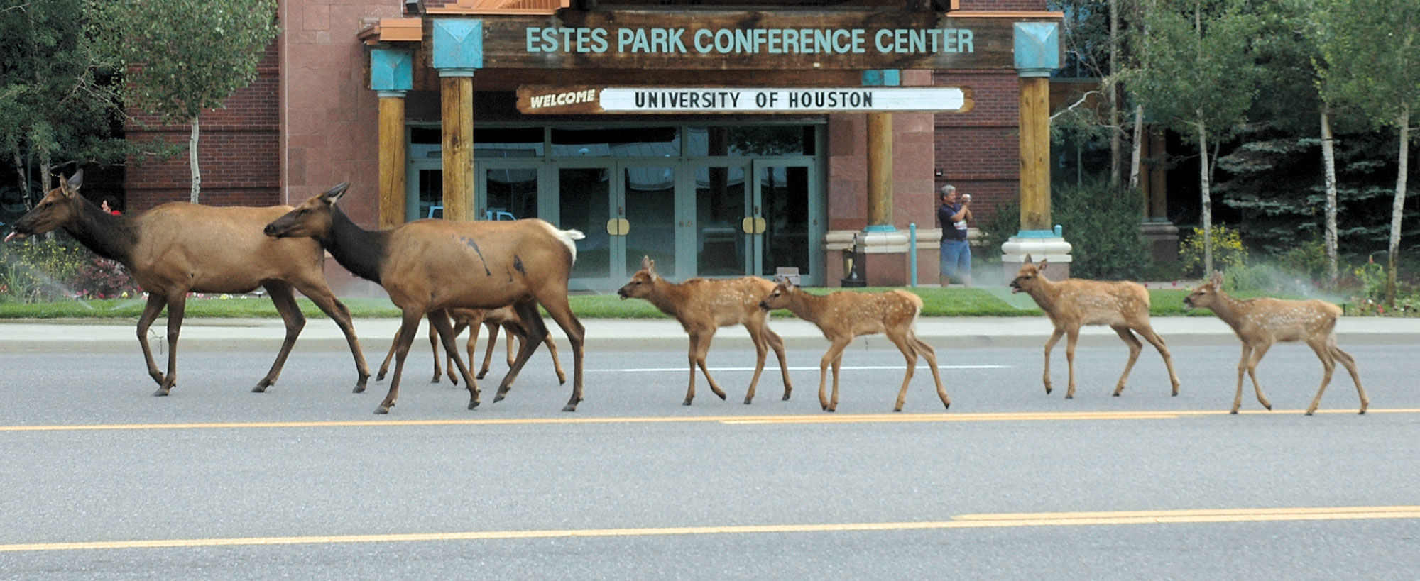 Elk Calves Crossing The Road